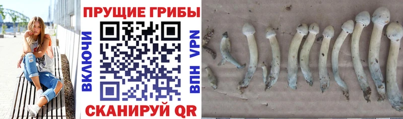 наркота  Старый Крым  Псилоцибиновые грибы ЛСД 